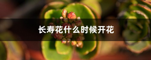 长寿花什么时候开花，长寿花图片