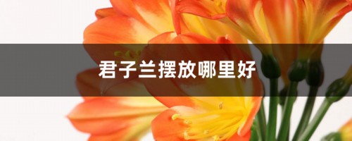 君子兰摆放哪里好