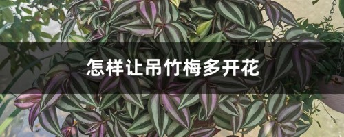 怎样让吊竹梅多开花