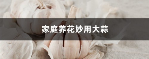 家庭养花妙用大蒜